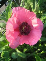 Mohn